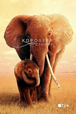 Постер Королева слонов (2019)