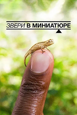 Постер Звери в миниатюре (2017)